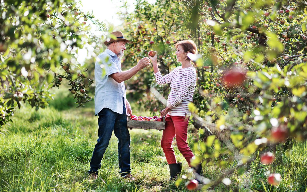 Fall Fun for Seniors: Seasonal Activities at Prime Independent Living