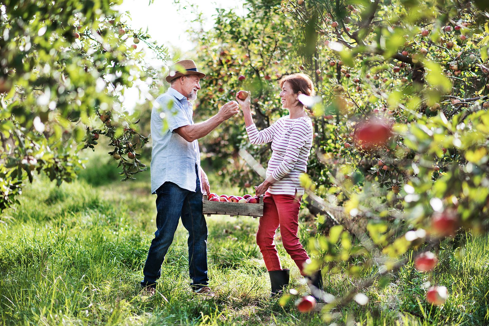 Senior couple fall outing apple picking