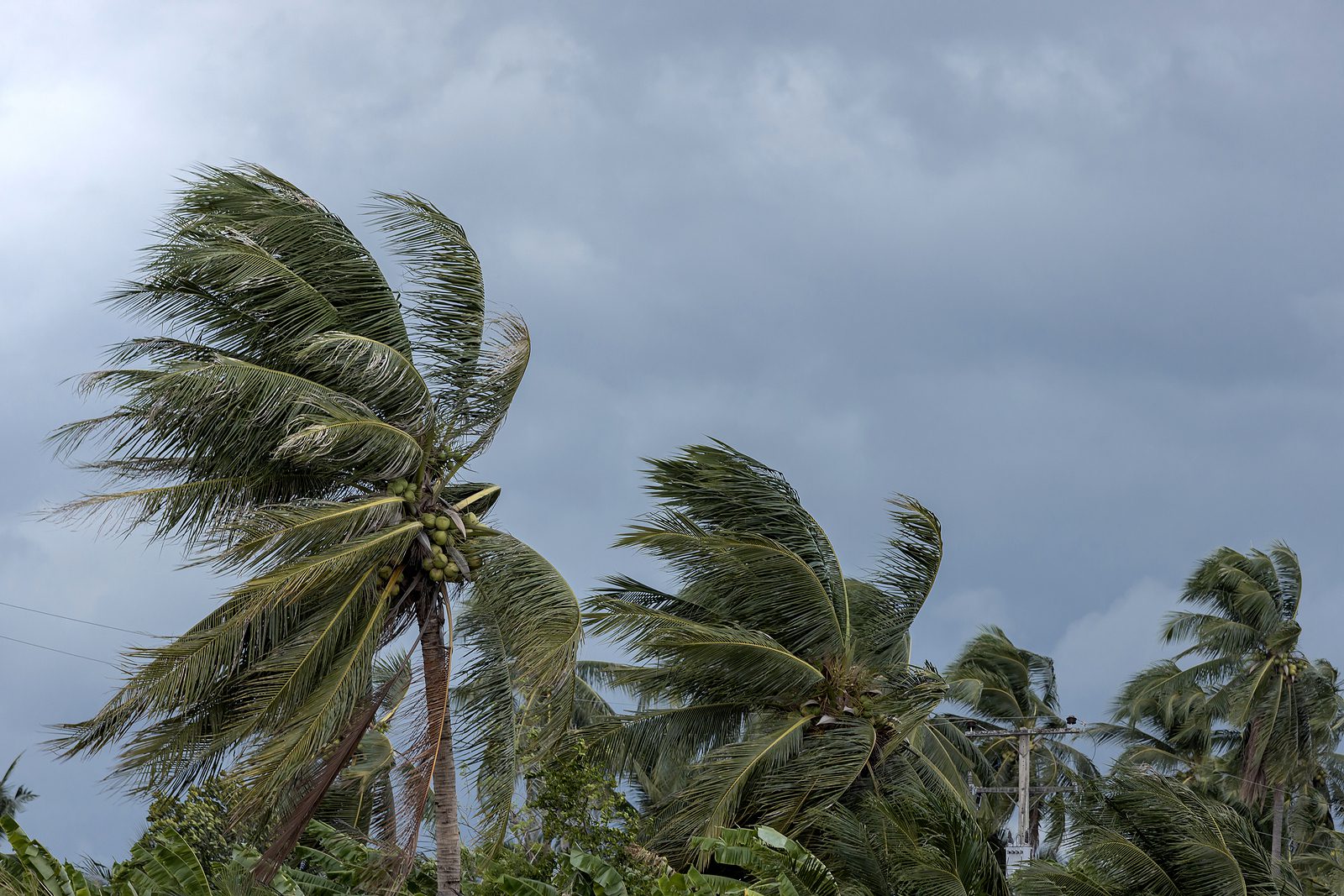 Hurricane blowing palm trees